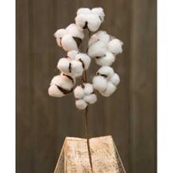 Cotton Stem
