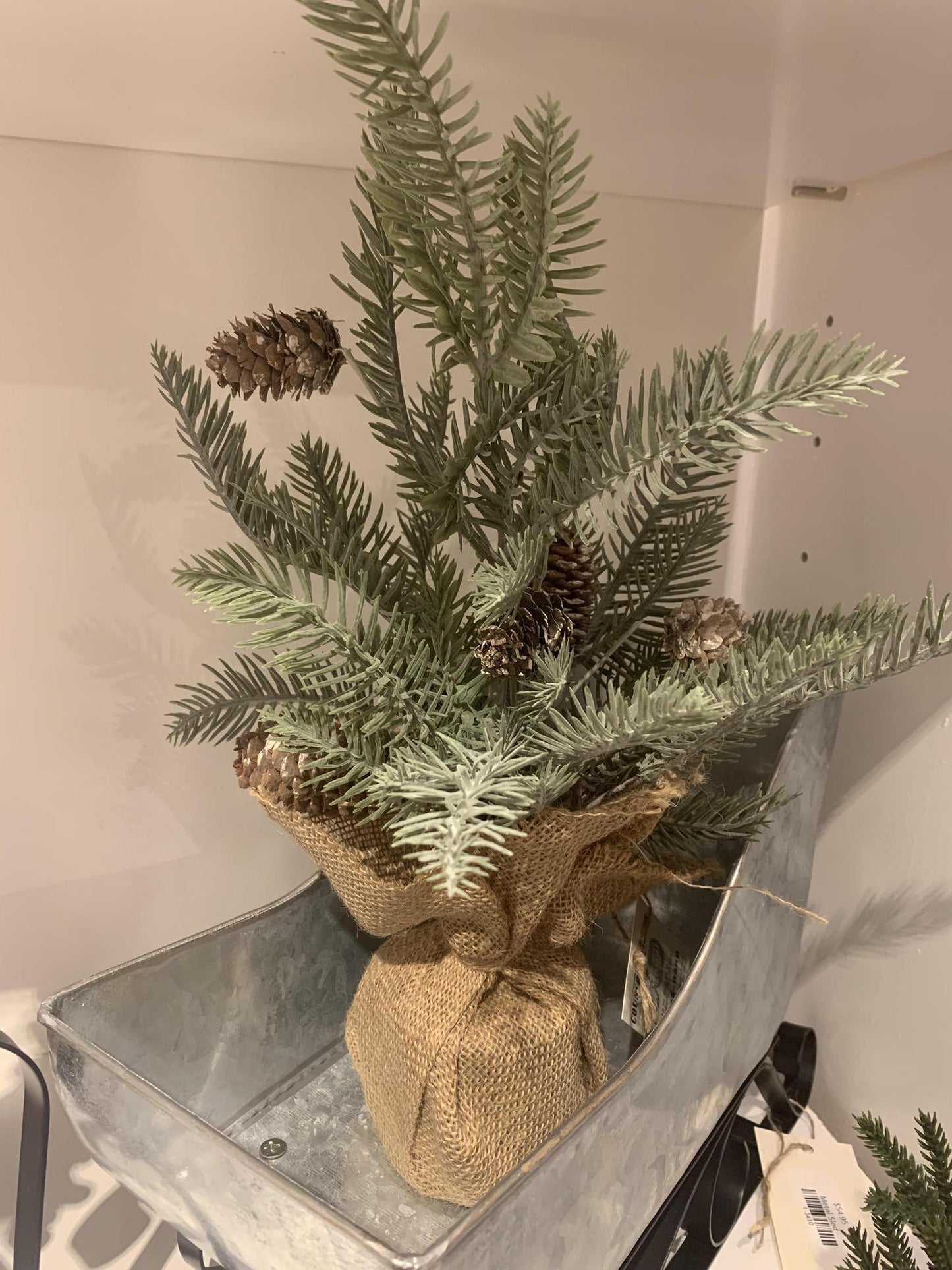 Spruce And Cone Tree