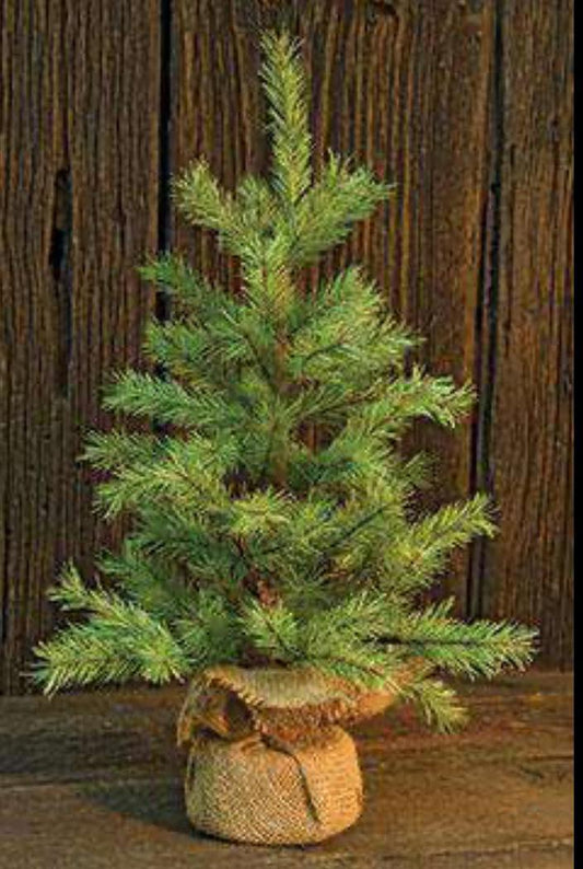 18" Rocky Mountain Pine