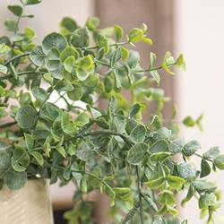 Dusty Mini Eucalyptus Hanging Bush
